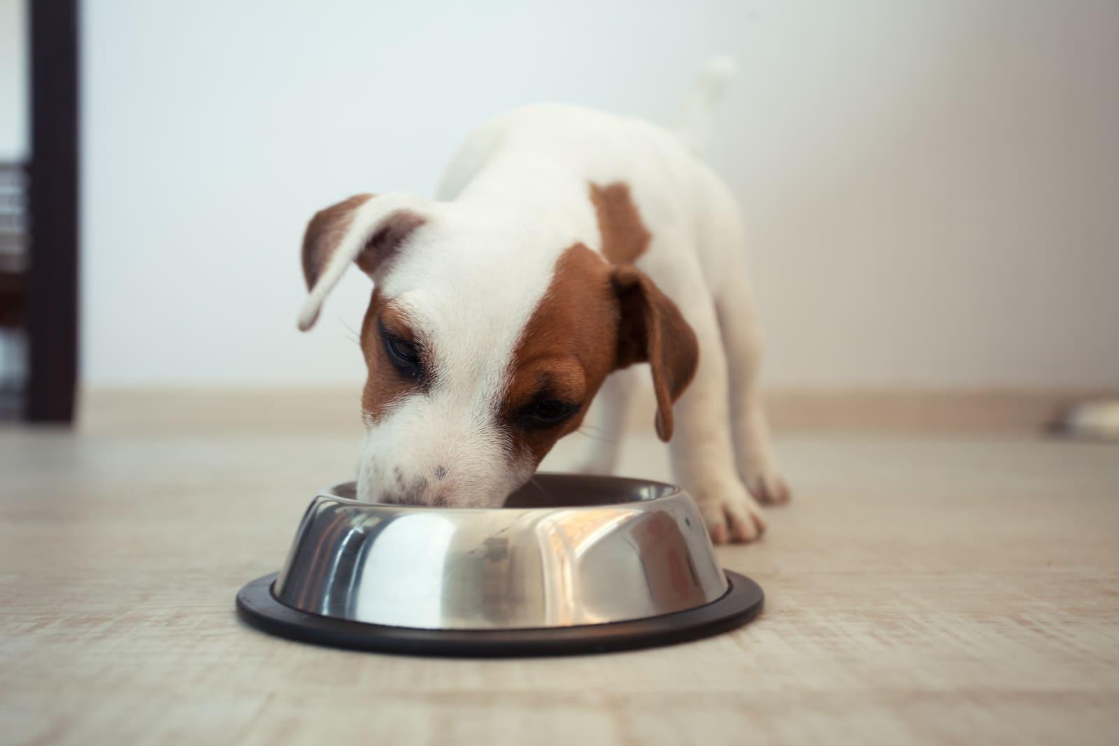 Puppy eating food. Jack Russell Terrier Puppy eating food out of a silver dog bowl.