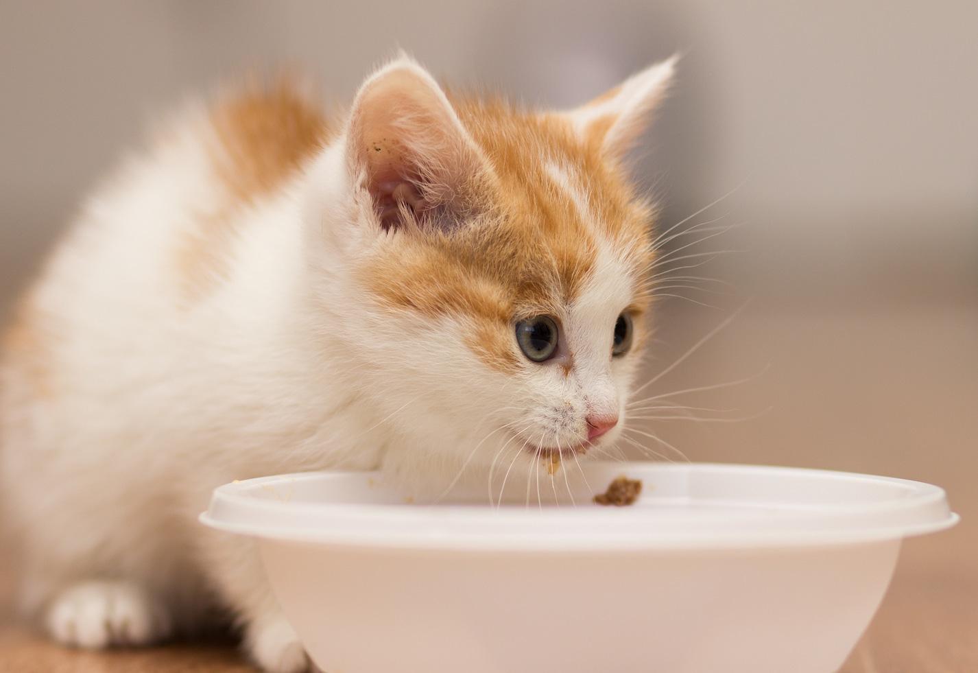 Kitten eats food from a plate