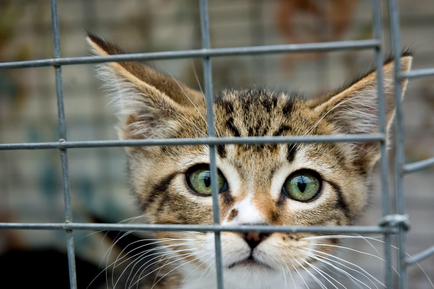 A kitten with green eyes staring out from a cage