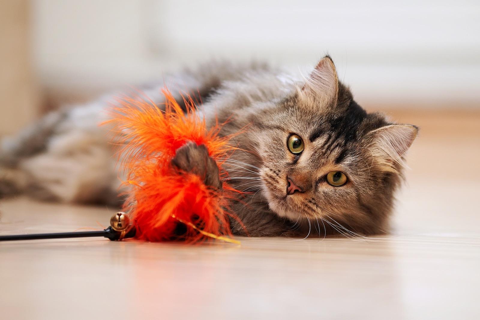 Maine coon playing with orange cat toy on ground.