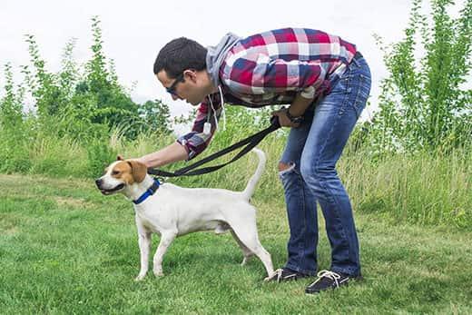 Man petting medium-sized dog on head.