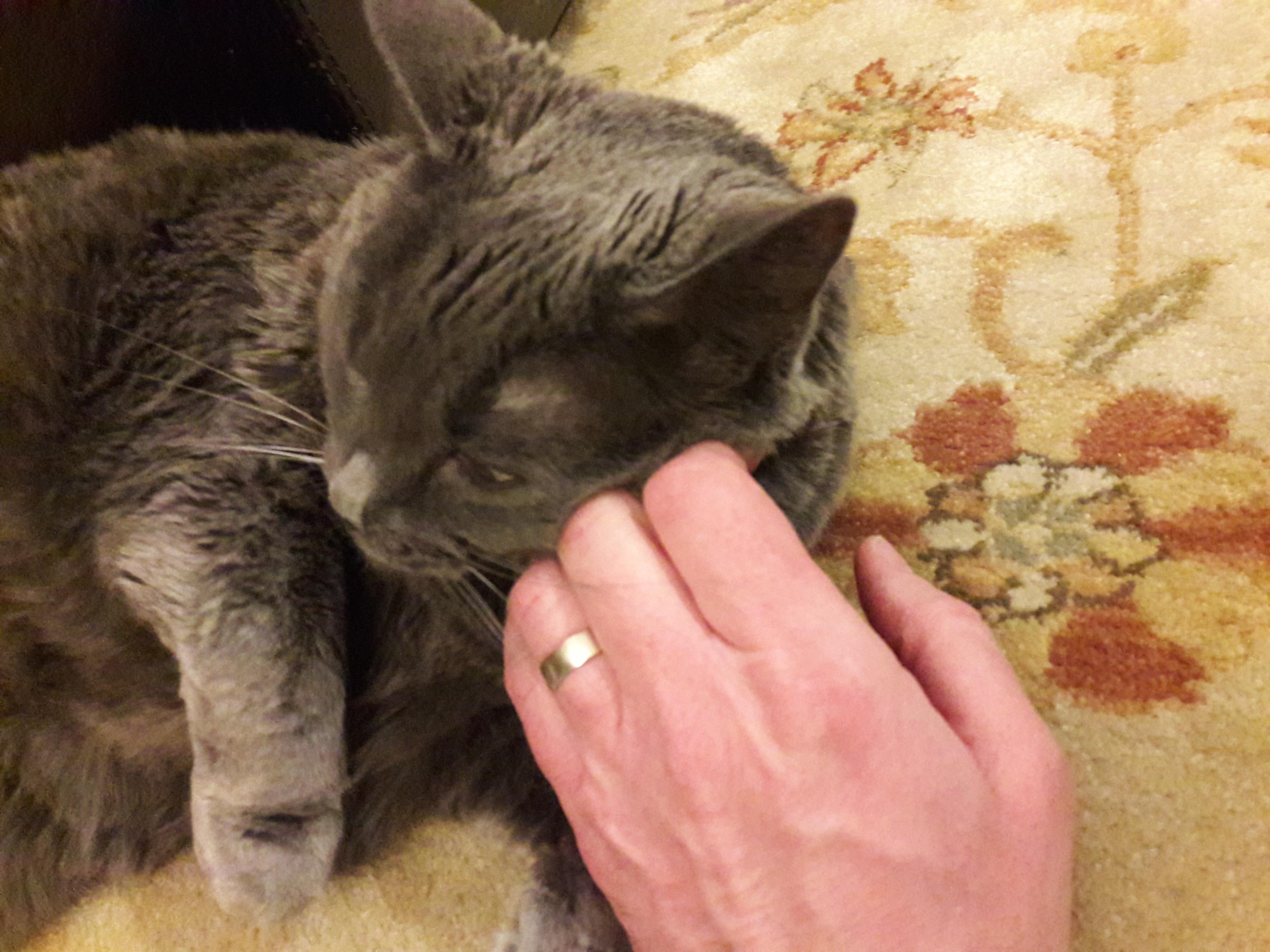 man-petting-russian-blue-cat Hand of man petting Russian blue cat laying on floral rug.