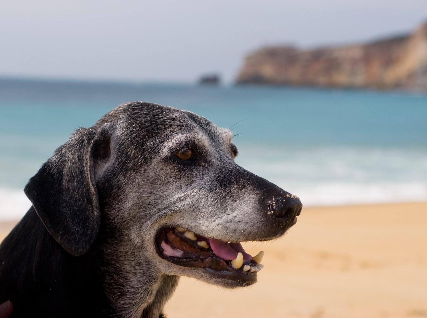 older-dog-at-the-beach Older black dog with grayed muzzle sits at the beach, ocen in the background.