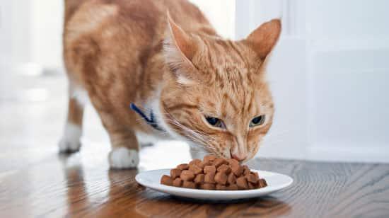 orange-cat-eating-food-from-bowl Orange cat eating from a bowl on wood floor