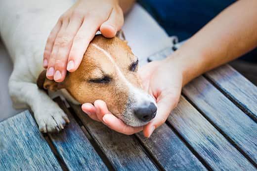 Person holding the head of a Jack Russell terrier lying on a deck.