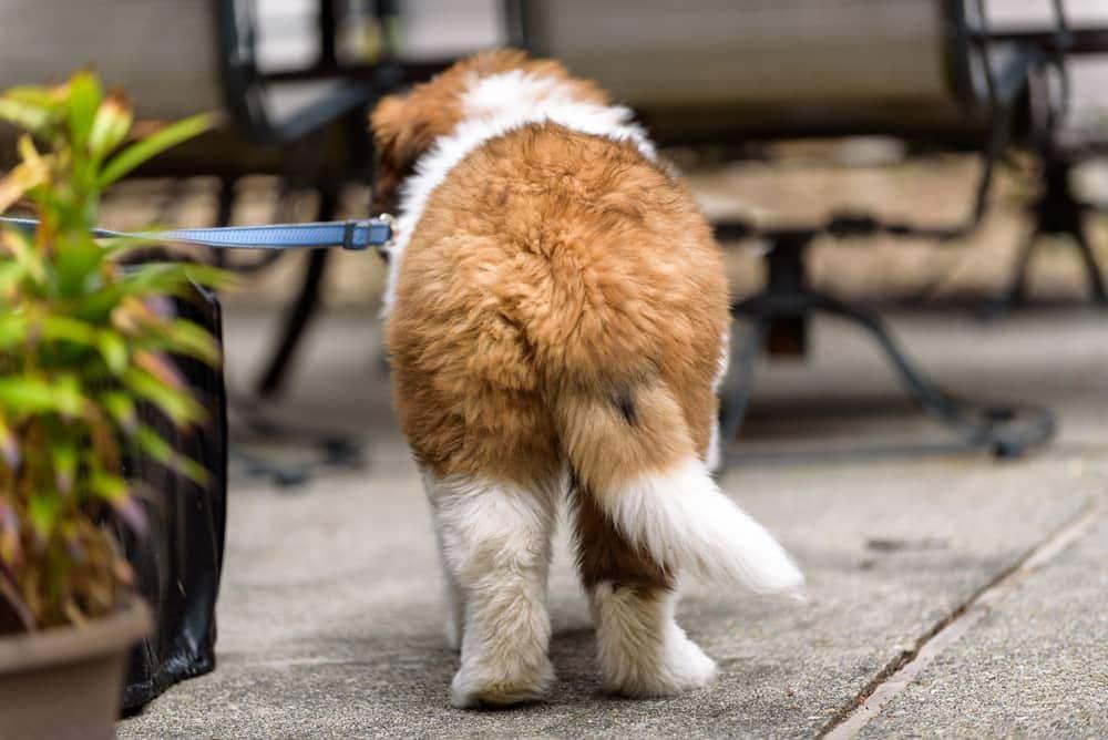 Backside of Saint Bernard puppy on a leash on patio.