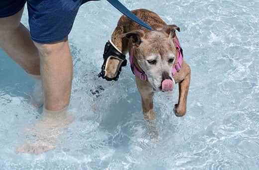 senior-dog-rehabing-in-pool Older mixed breed boxer with white face wearing orthotic brace swimming in swimming pool.