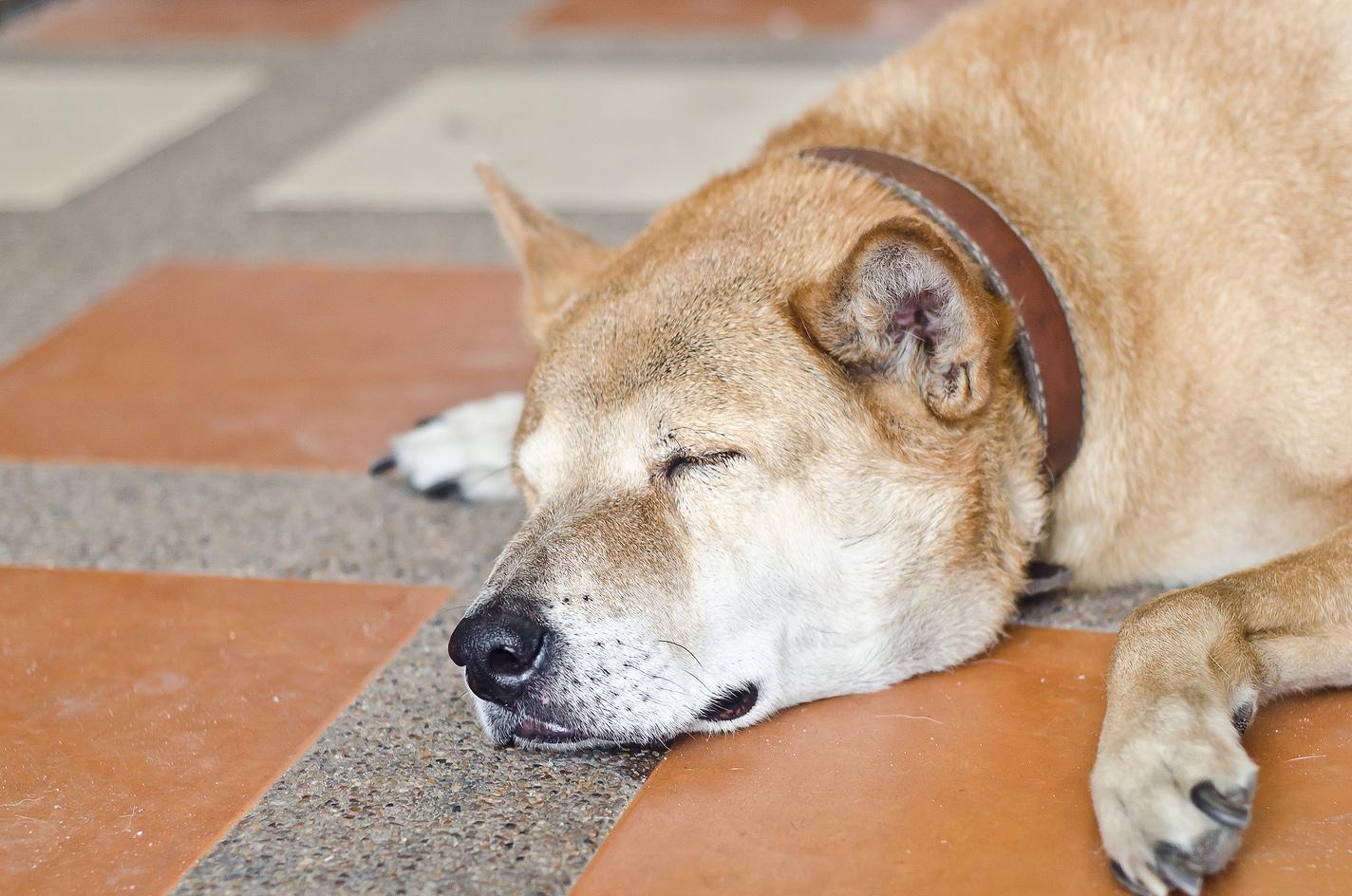 shiba-inu-sleeping-on-floor Shiba Inu snoozing on orange and gray tile floor