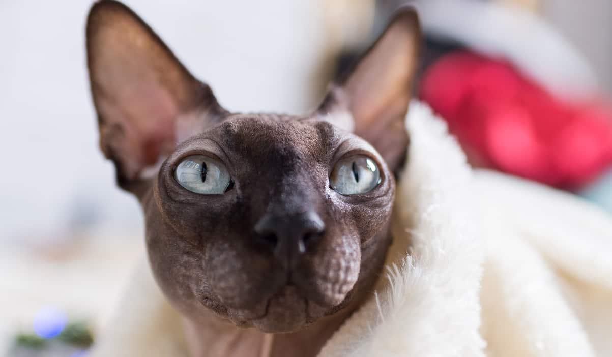 sphynx cat