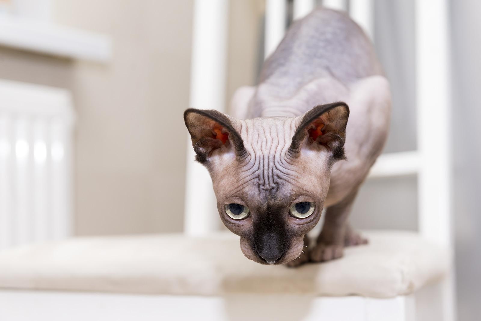 Hairless cat looking like it's about to jump from a stairs.