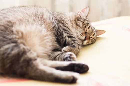 striped-cat-sleeping-SW Striped gray cat sleeping.