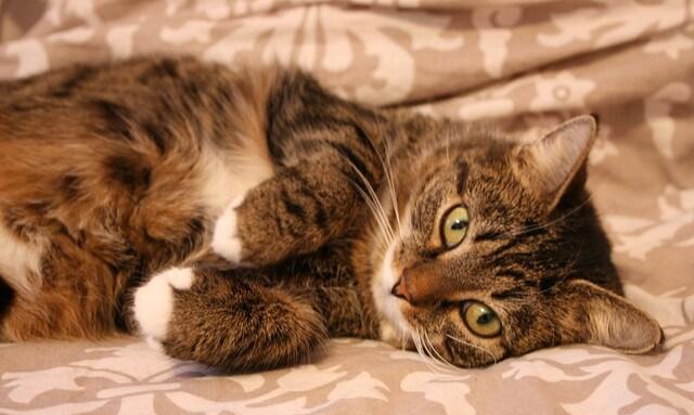 Striped tabby cat with green eyes lying on side on bed.