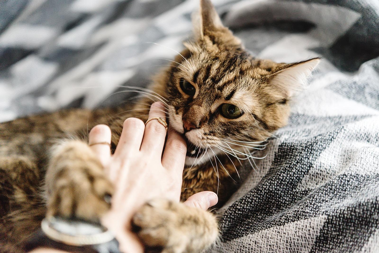 striped-tabby-nibbling-on-owners-finger Striped tabby cat on back nibbles on owner's finger