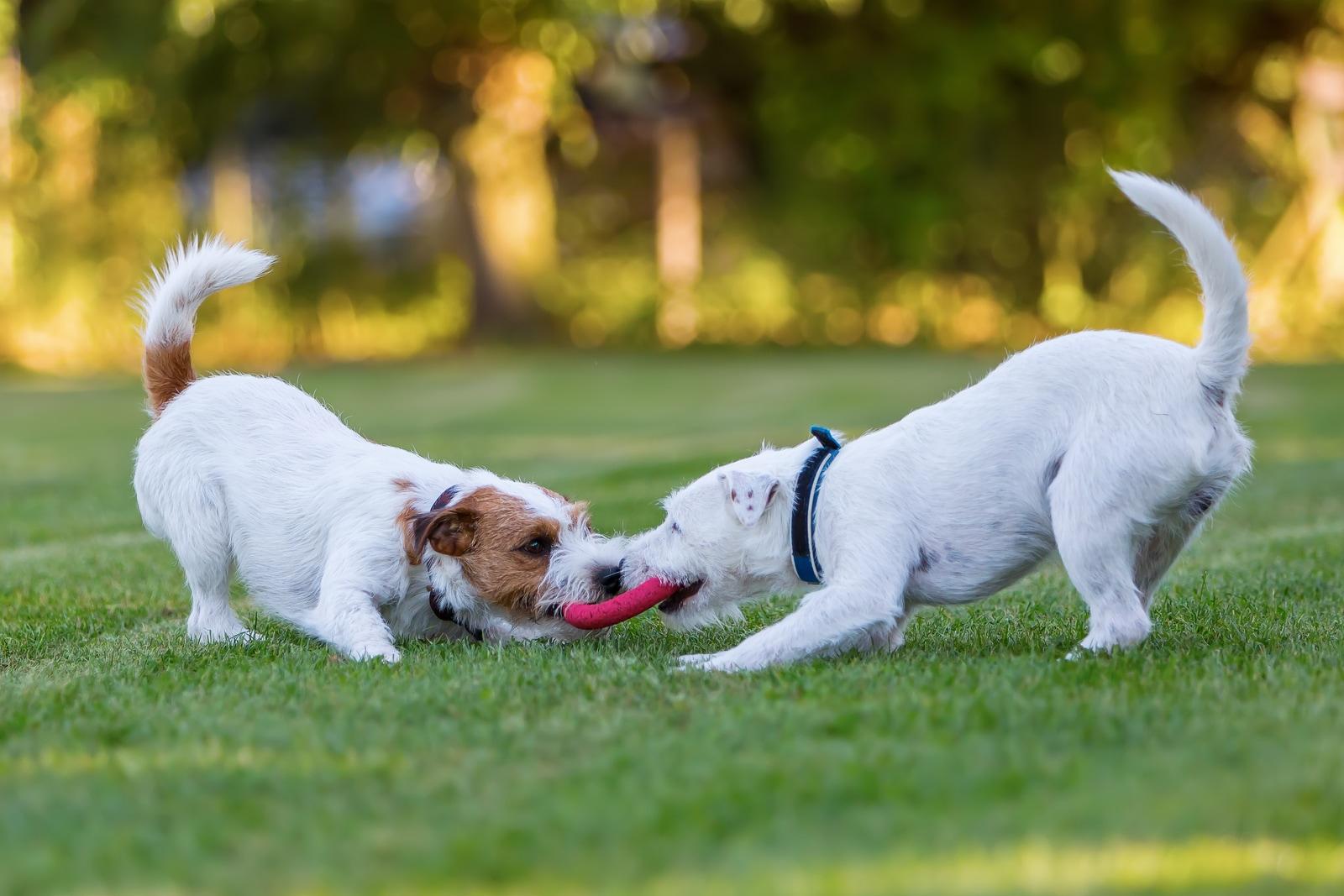 Two dogs playing tug of war with a disc at the park
