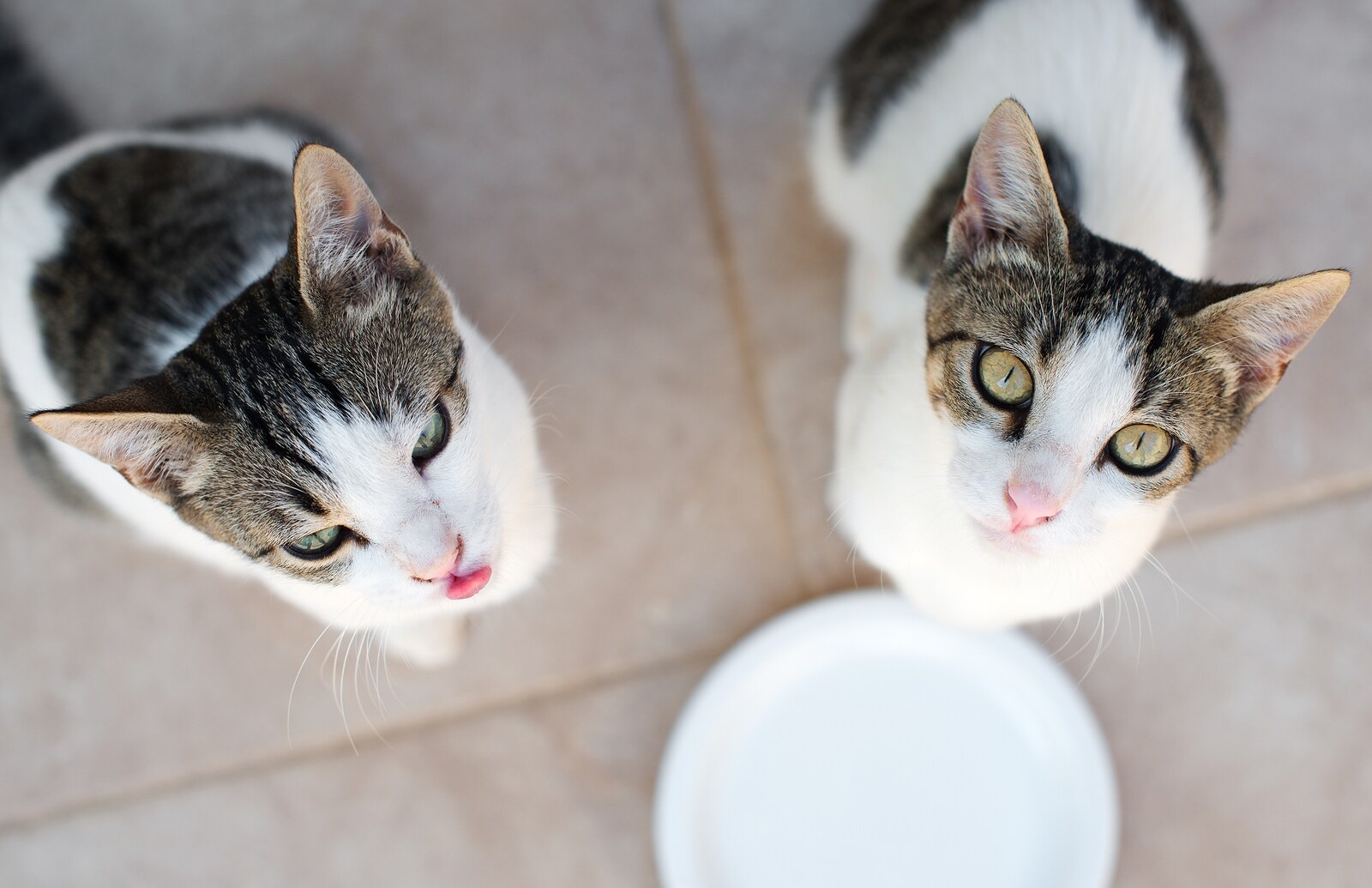 Two gray and white cats look up in anticipation.