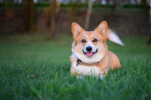 welsh-pembroke-corgi-playing-in-grass-SW Smiling Welsh corgi pembroke dog lying down in the green grass