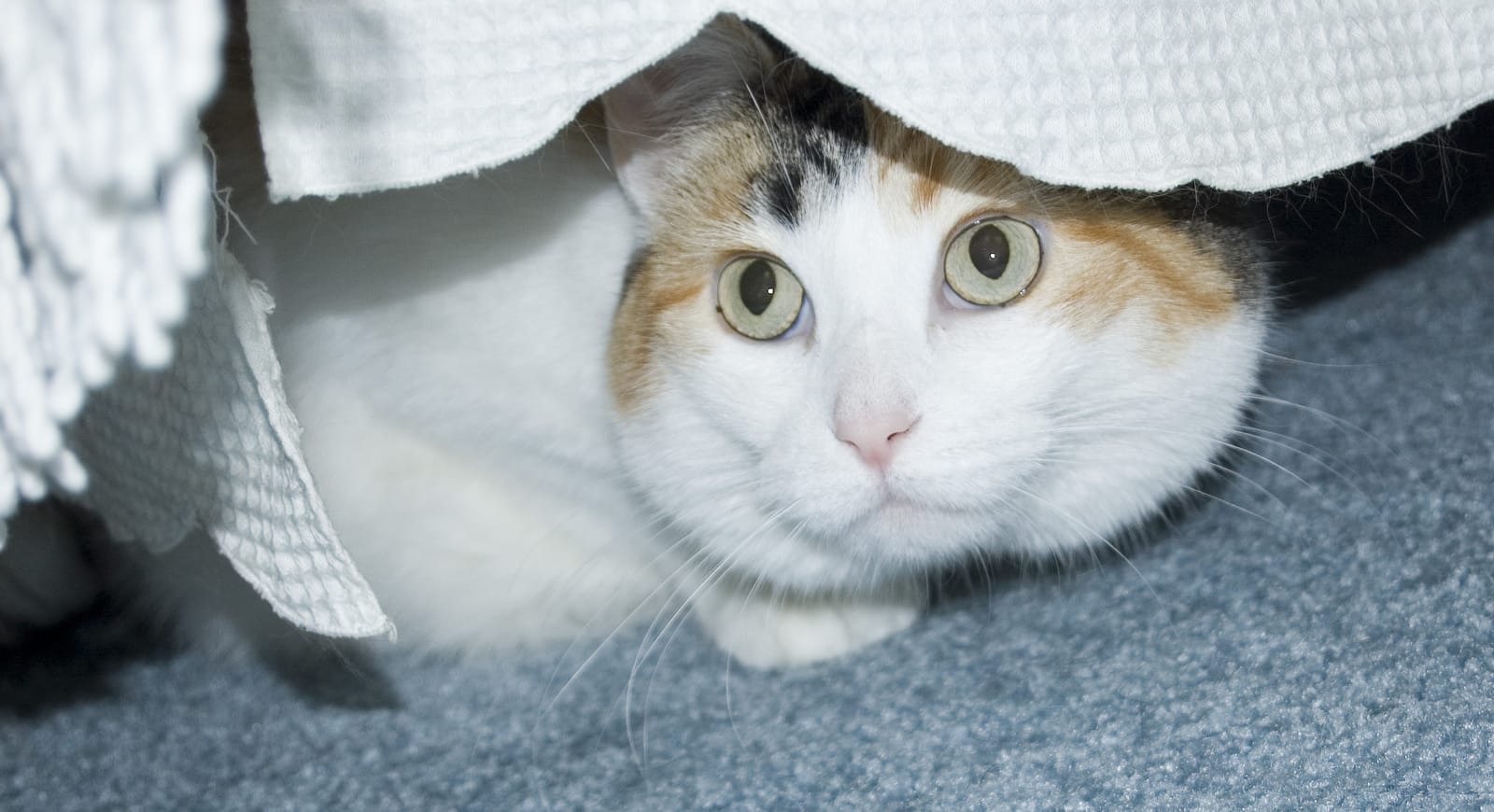 White calico cat hides underneath bed.