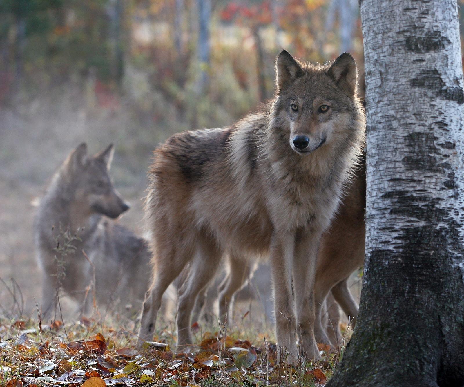 Wolf pack on cool, fall morning. Soft focus with shallow depth of field. Focus on the foreground. Backlit.