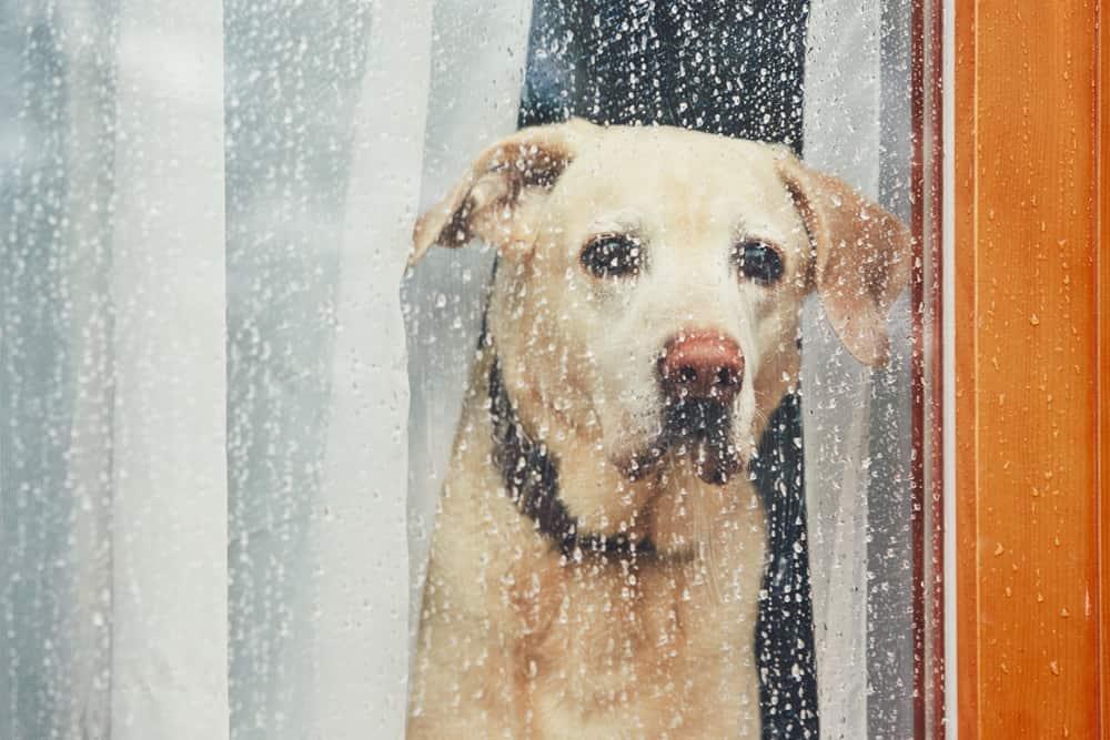 Yellow lab looks out window covered in rain.