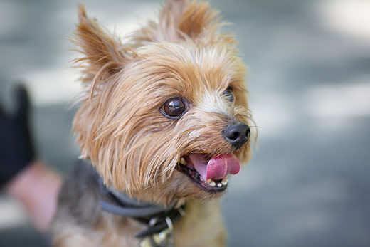 Yorkshire Terrier for a walk. Image with selective focus and toning. Yorkshire Terrier for a walk. Image with selective focus and toning.