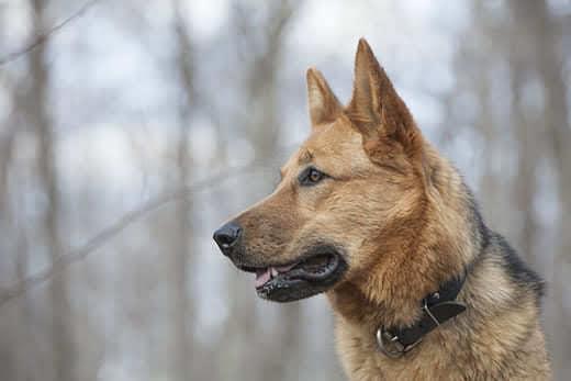Young female German shepherd in the woods on a cloudy spring day Young female German shepherd in the woods on a cloudy spring day