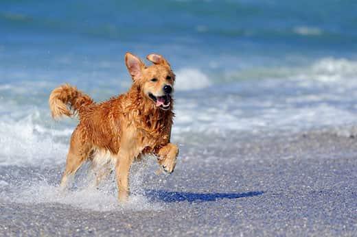 Young golden retriever running on the beach Young golden retriever running on the beach