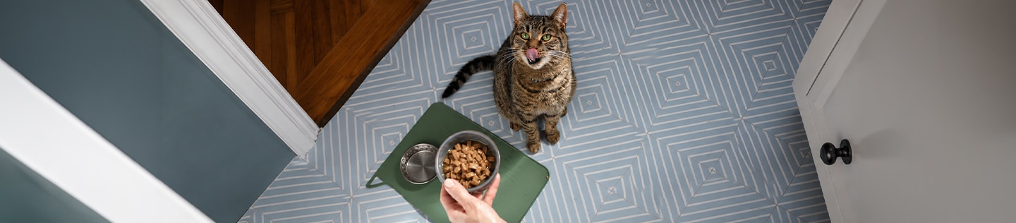 Cat sticking its tongue out while its owner puts down a bowl of wet food