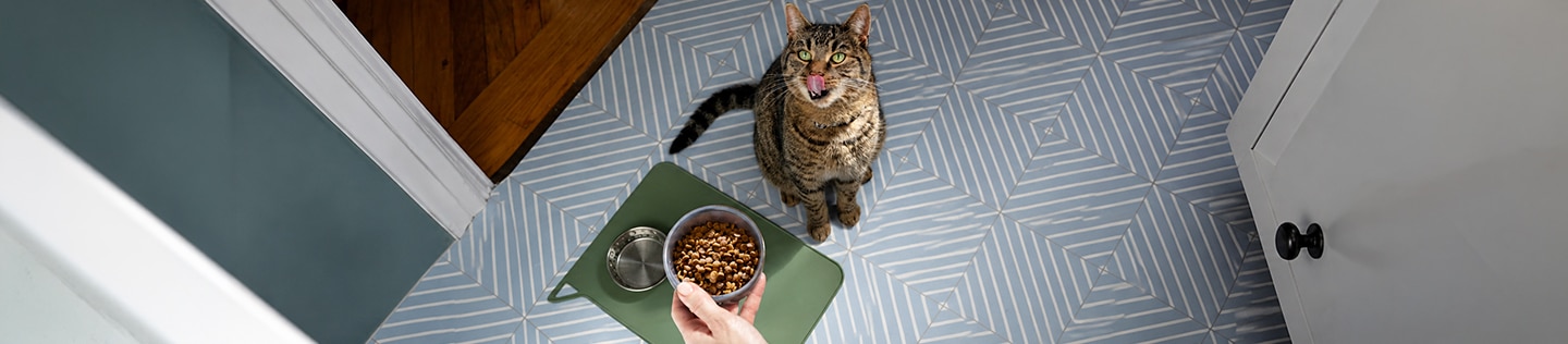 Person placing a bowl of wet food down on the floor in front of a cat with its tongue out