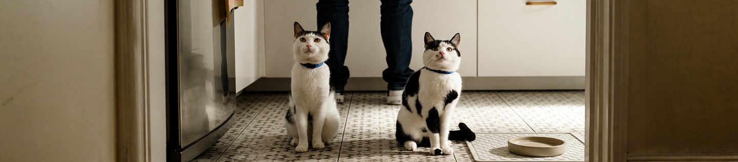 Two black and white cats standing next to a water bowl with their owner stood behind them