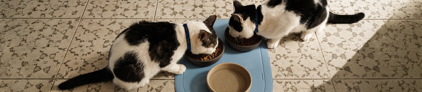 Two black and white cats eating from food bowls on a blue mat 