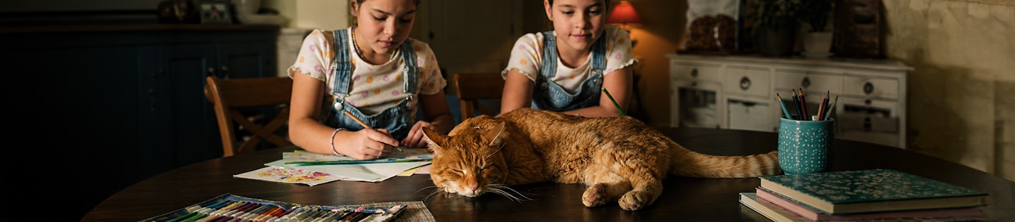Ginger cat sleeping on a table while twin girls do homework 