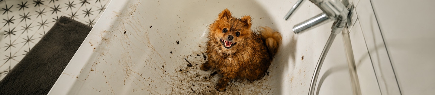 Toy breed dog sitting in an empty bathtub covered in mud and dirt 