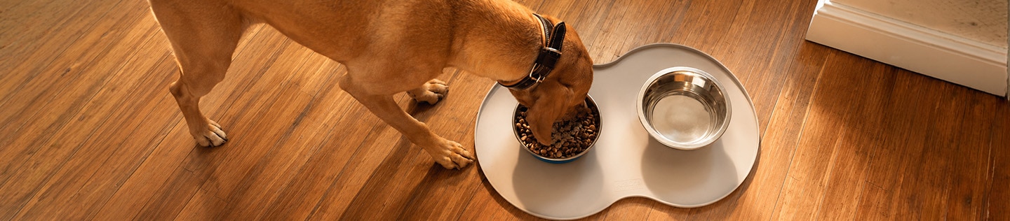 Large tan dog eating dry dog food from a bowl 
