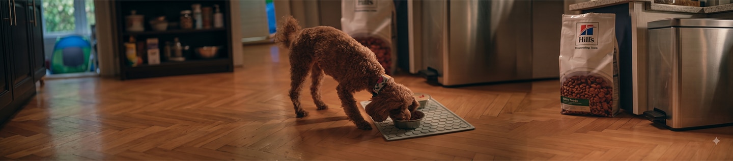 Brown curly-haired dog enthusiastically eating from a food bowl 