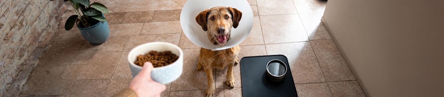 Man giving a bowl of kibble to a happy-looking, medium-sized dog wearing a protective cone