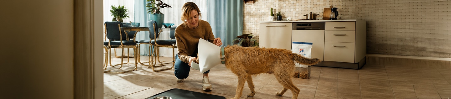 Light-coloured dog wearing a protective cone being fed by its owner as she crouches down, holding a food bowl