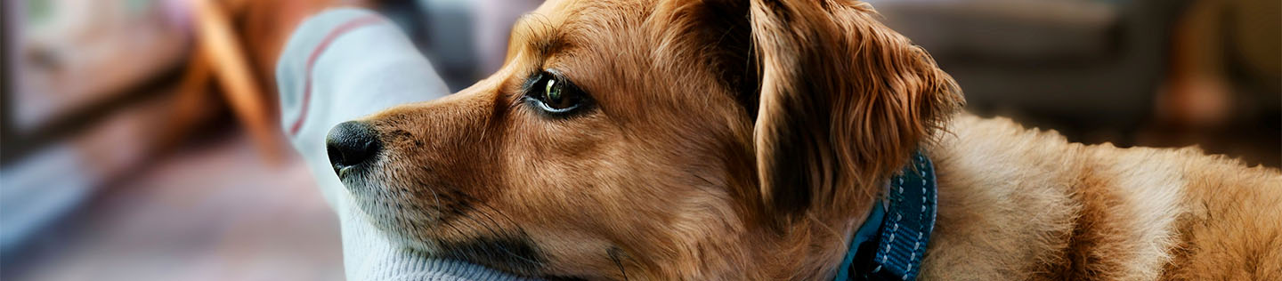 A small brown dog with floppy ears pensively resting their head on a person's sock-covered foot