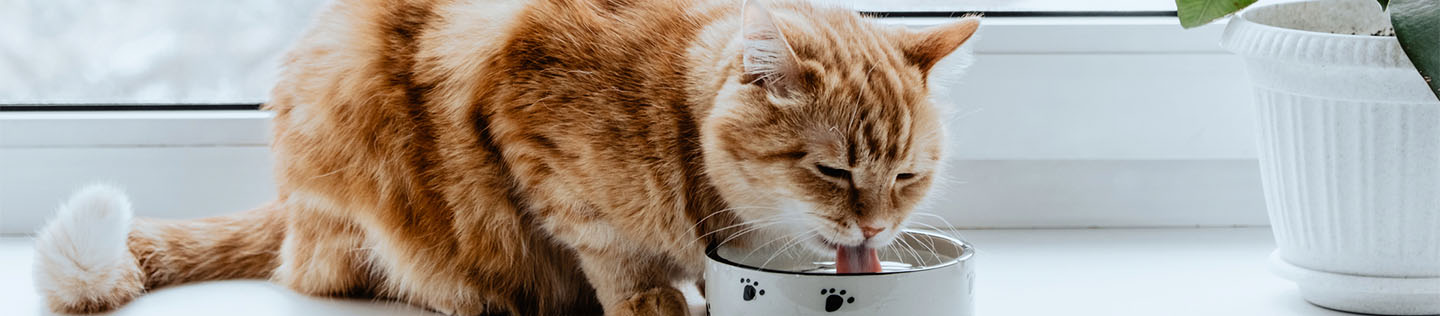 A fluffy orange cat sitting in front of windows and drinking water from a bowl