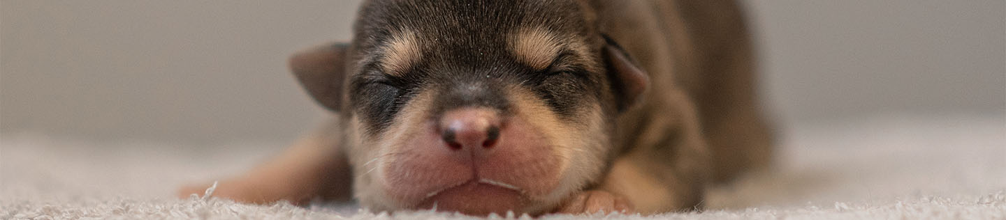A chocolate-coloured newborn puppy with its eyes still closed lying on a beige cushion