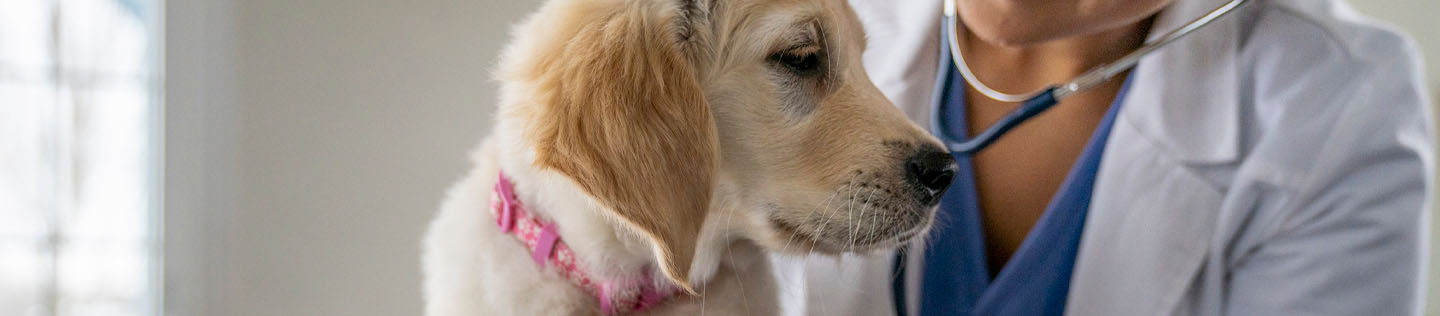 A veterinarian holding a golden retriever puppy still to listen to its internal organs using a stethoscope