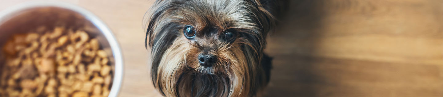 A black and brown toy breed dog looks up at a full food bowl being offered by a person's hand