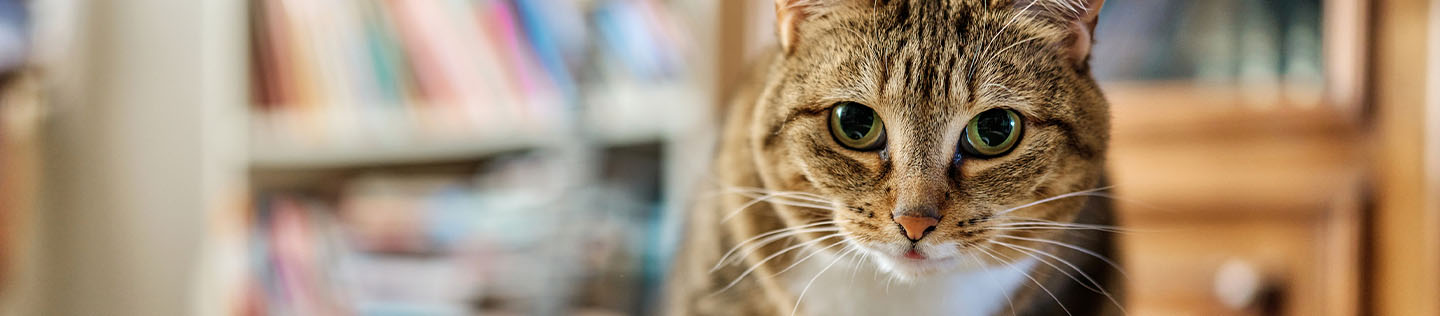 A tabby cat with a white chest looking at a bowl and extending a paw to step toward it