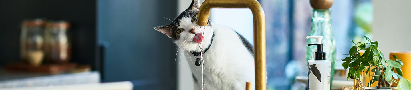 A bicolour white and tabby cat sitting on a kitchen countertop drinking water from the sink tap