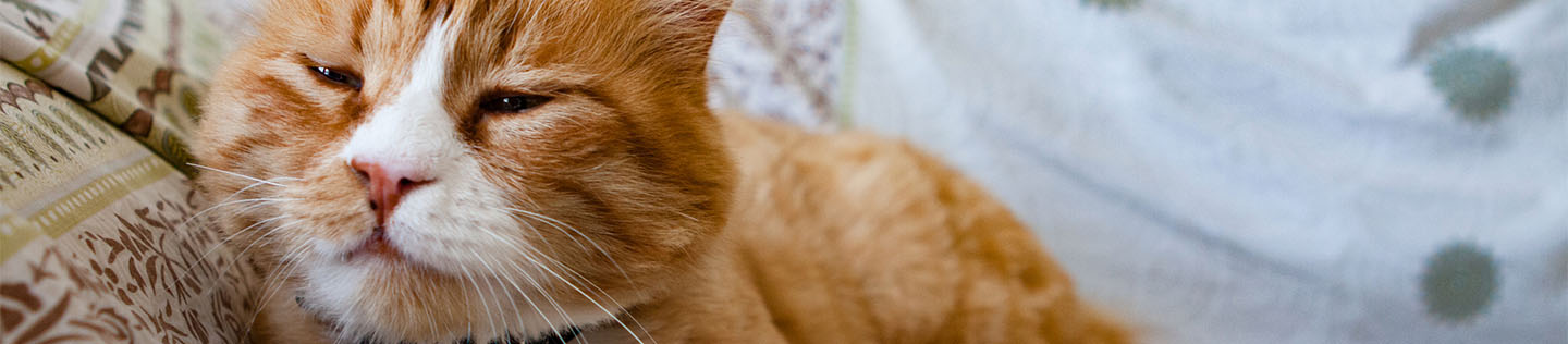 An orange and white cat lying at one end of a blanket-covered sofa with eyes closing as if nodding off