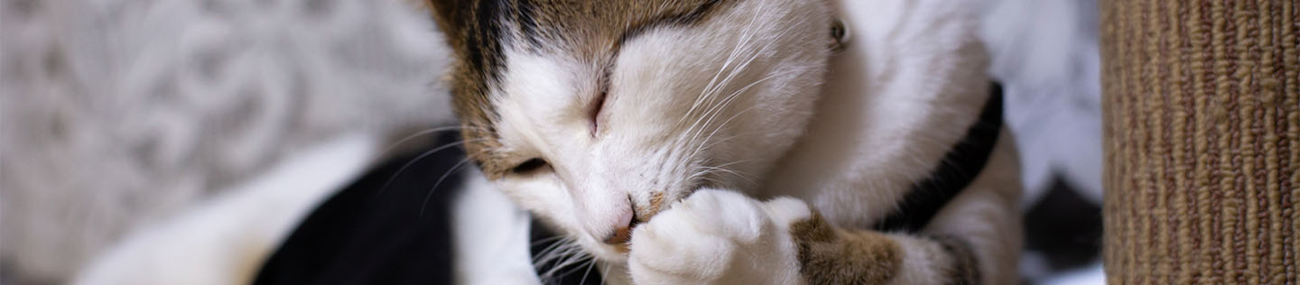 A bicolour white and tabby cat lying next to a cardboard scratching post and licking their front paw