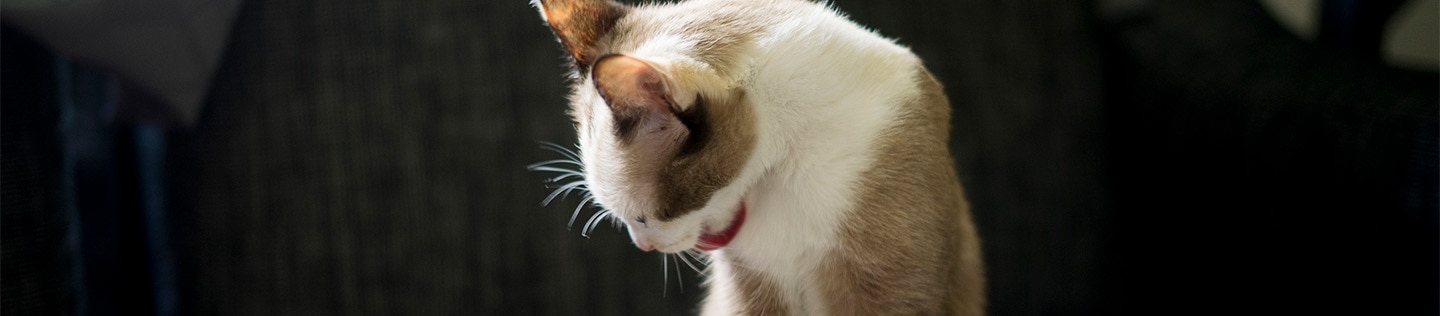A brown and white cat sitting on a sofa and licking at their chest