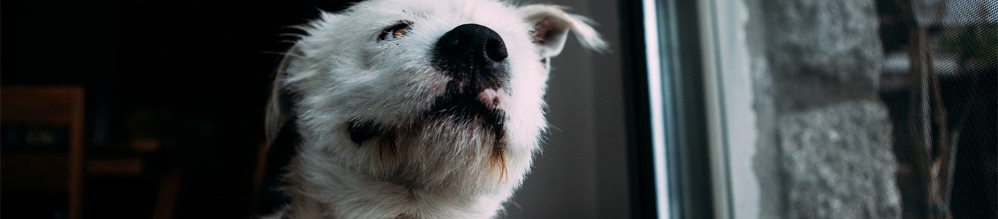 A white dog with a red collar twisting to scratch at their neck with a hind foot