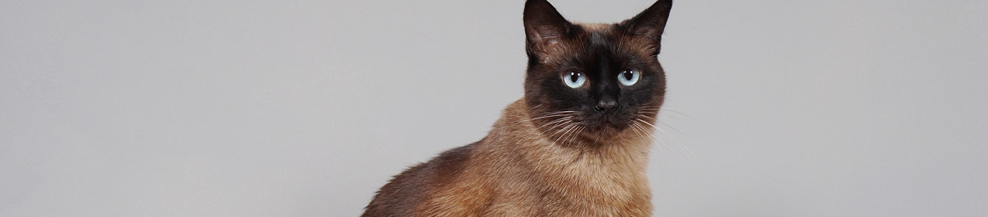 A Siamese cat sitting in a litter box
