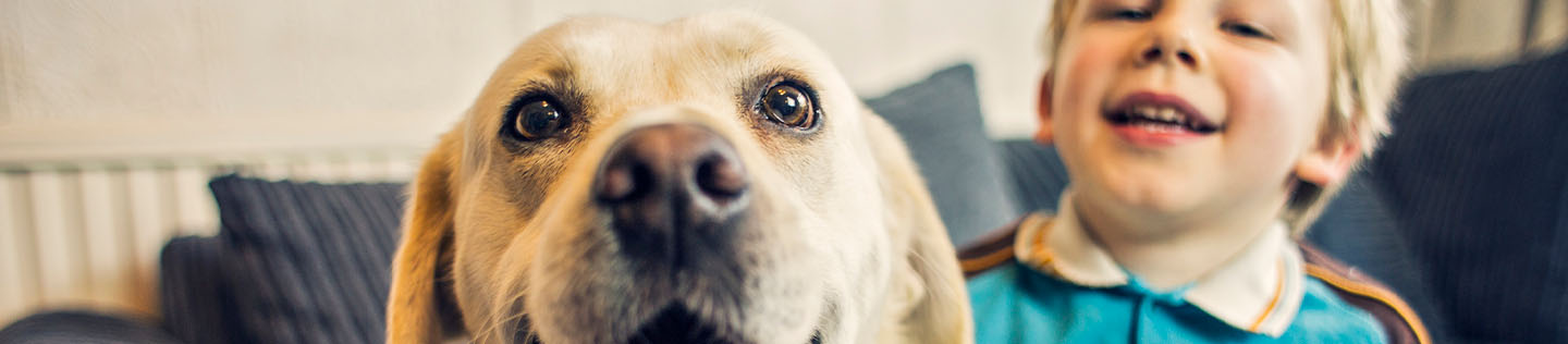 A labrador sits beside a sofa and pants happily while a little blond boy in a blue shirt pets them