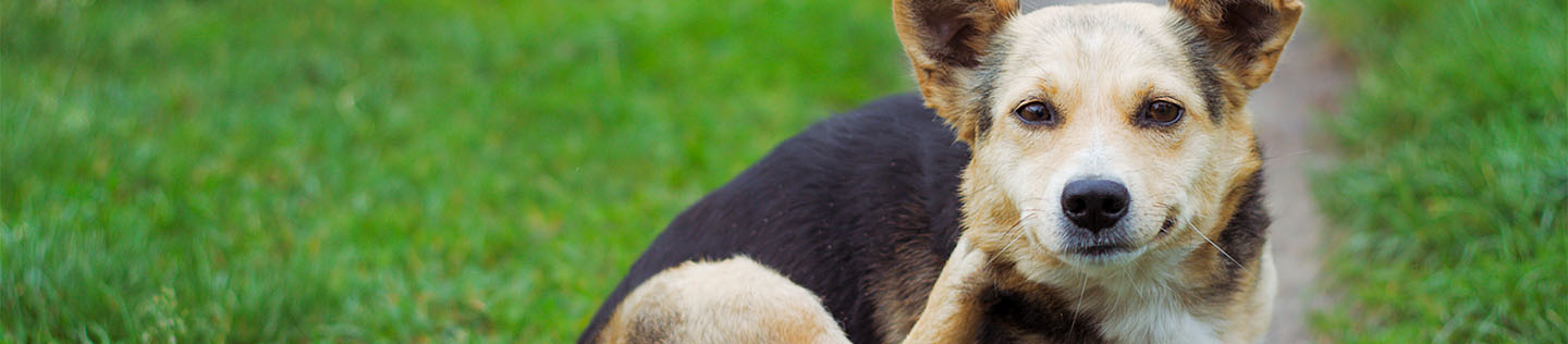 A brown, black and white dog sitting on a dirt path surrounded by grass lifting a hind foot to scratch at their neck